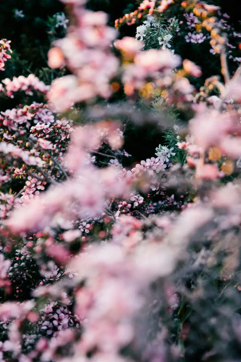 Lush sedum plants illustrating when can sedum be transplanted