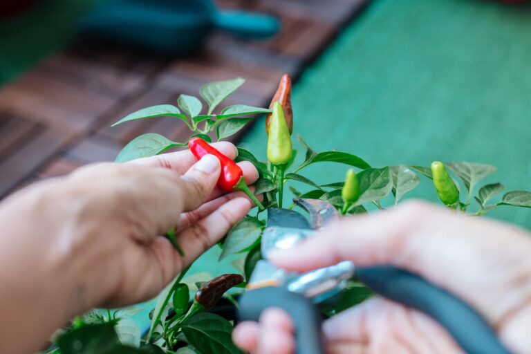 Person harvesting Sedum plant using pruning shears before winter