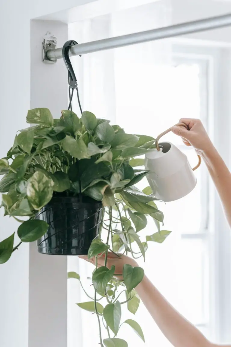 Person watering potted sedum plant after pruning