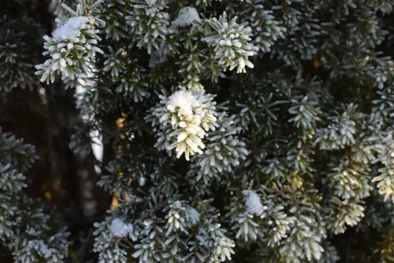 Pine needle mulch benefiting sedum growth under pine trees