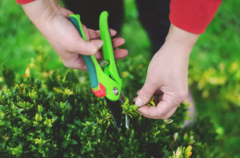 Pruning sedum to encourage healthy growth