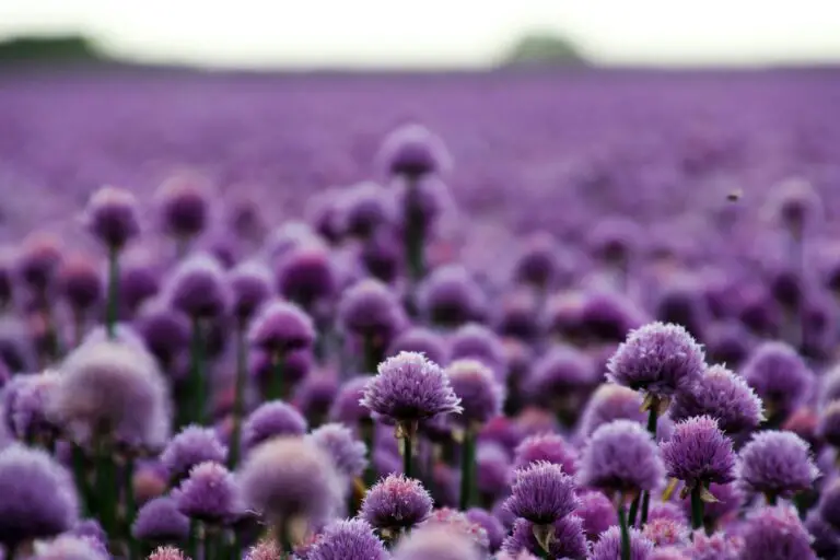 Purple Chives Field showing where sedum grows best