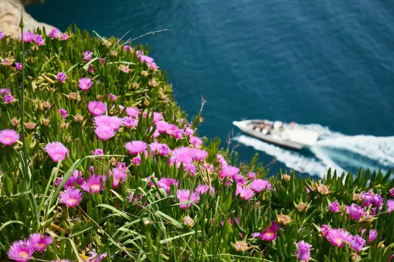 Sedum flowers growing by the water