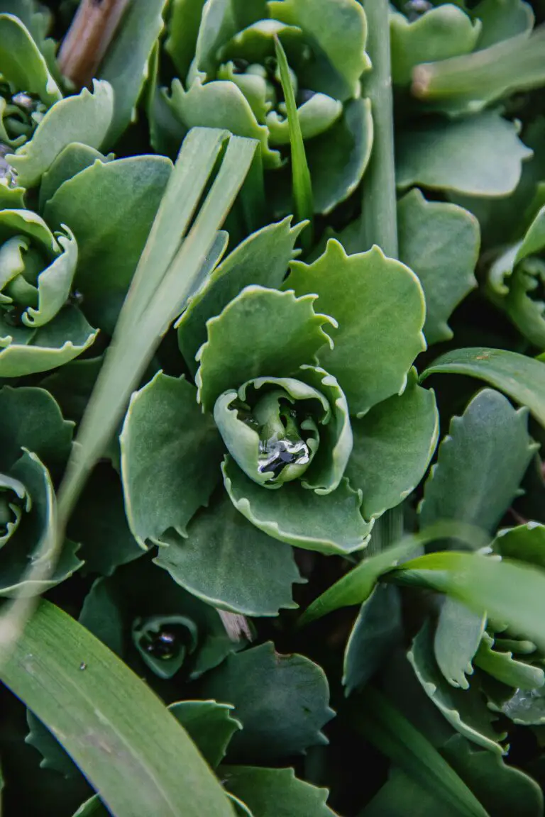 Sedum garden in the UK