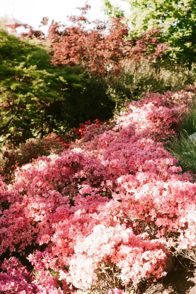 Sedum garden lush with vibrant succulent varieties