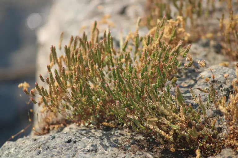 Sedum growing in rocks showcasing their natural resilience