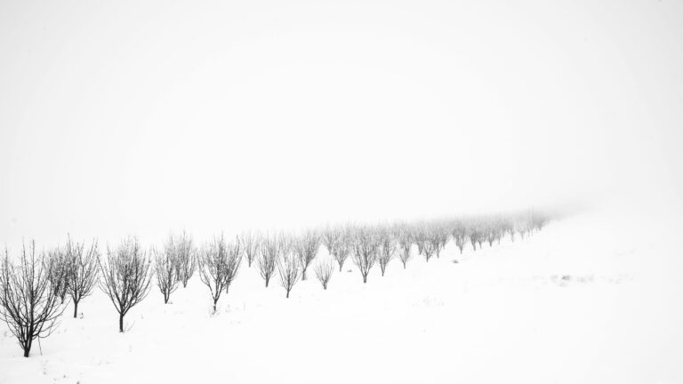 Sedum in winter with a black and white photo of a row of trees in the snow