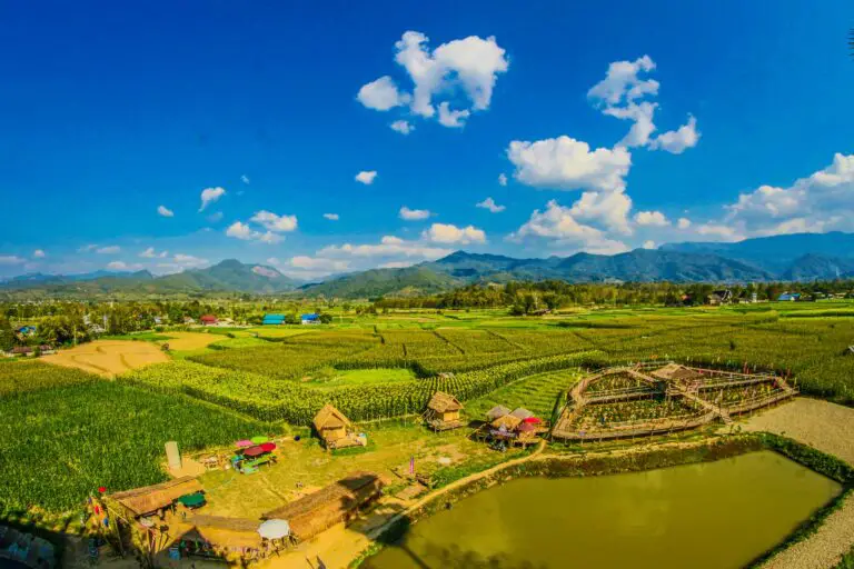 Sedum native environments showcasing Rice Field With Mountain and Houses during a Cloudy Day