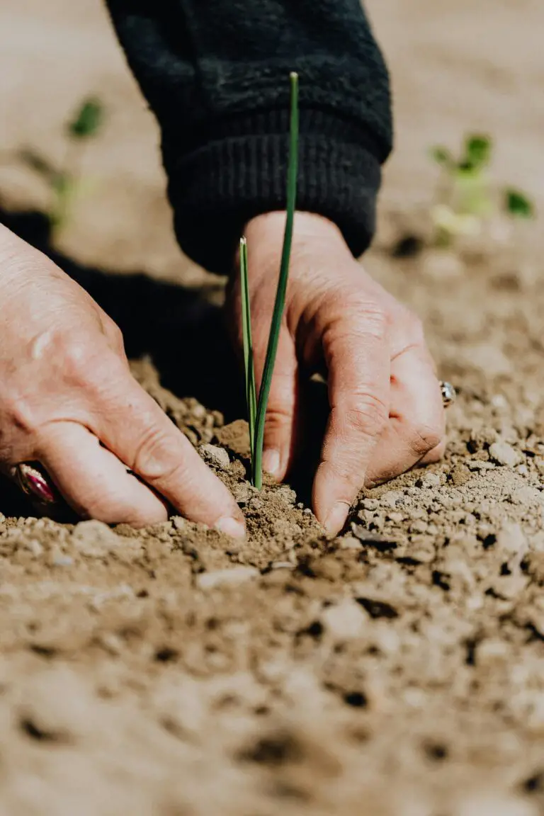 Sedum plant care with woman planting seedling into soil