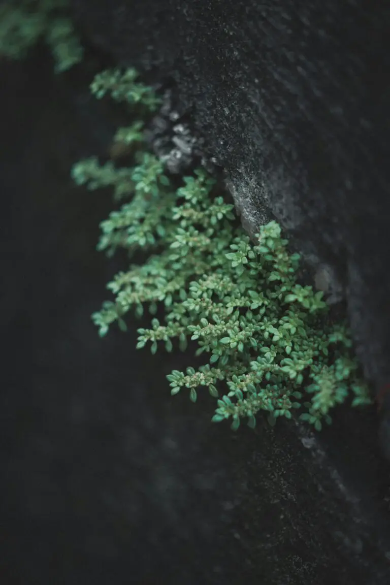 Sedum plant thriving in natural habitat