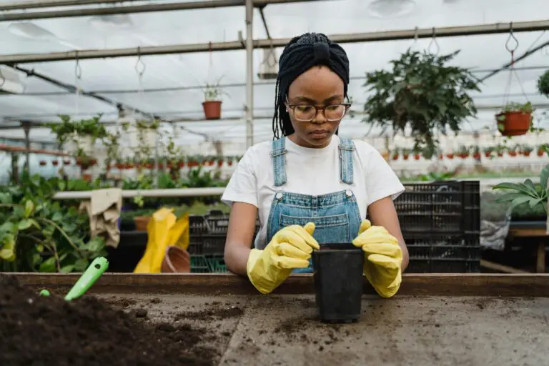 Sedum planting - Woman in White Shirt Preparing A Pot