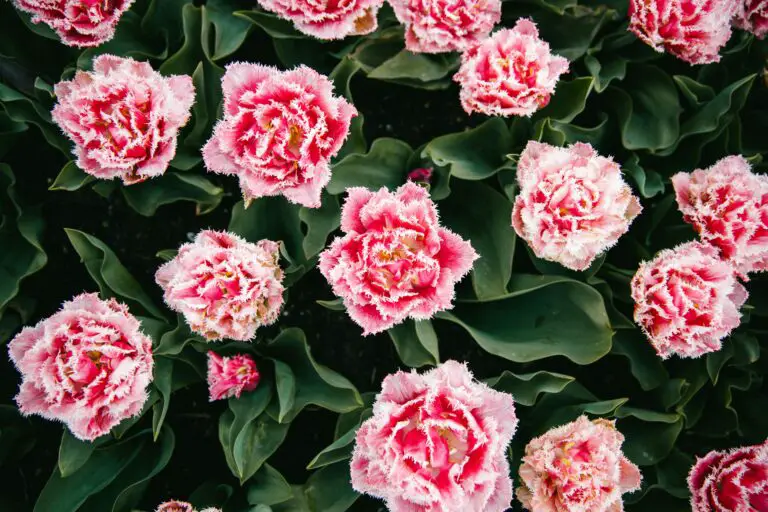 Sedum plants blooming with vibrant pink petaled flowers