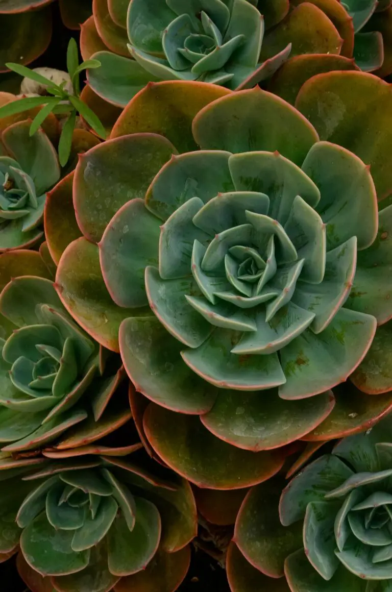 Sedum plants in garden should I cut down