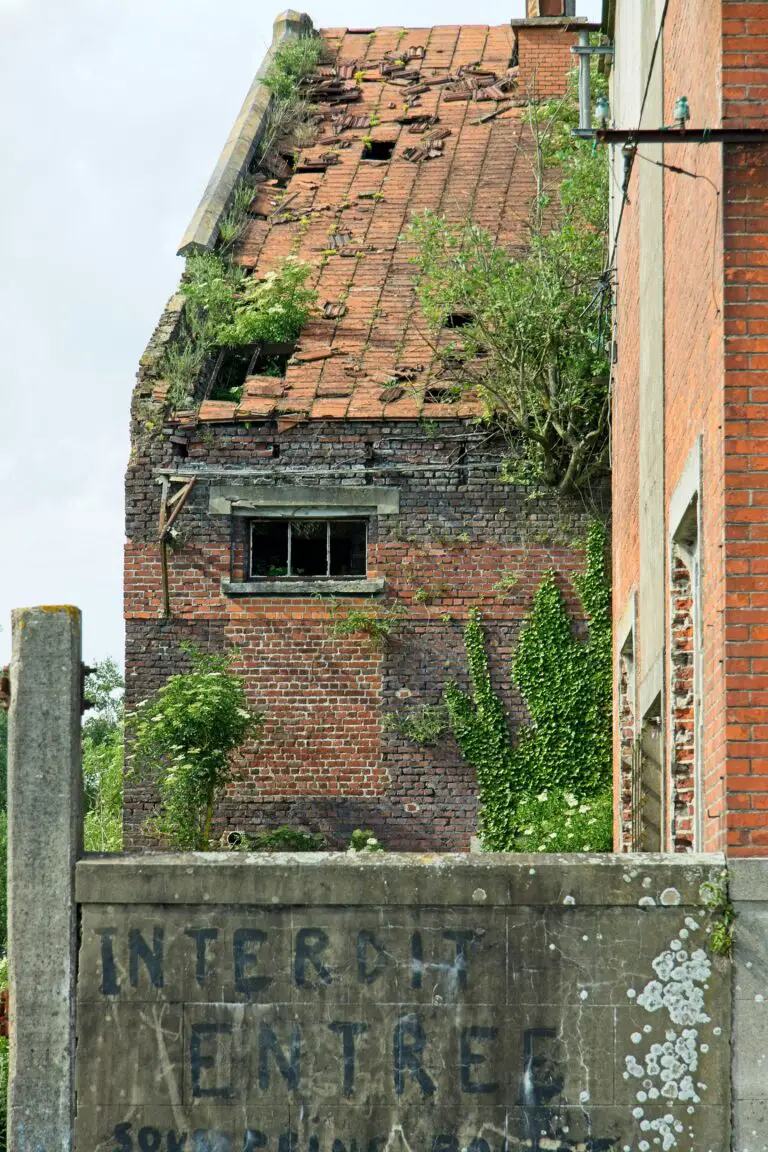 Sedum plants on abandoned building