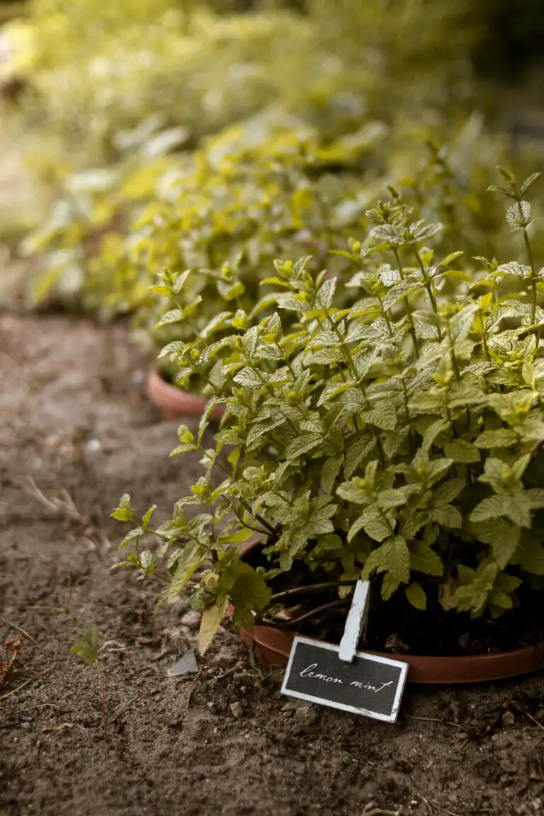 Sedum plants thriving in full sun