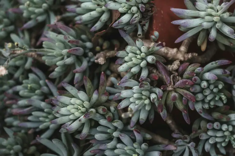 Sedum reflexum, the blue stonecrop succulent in potted cultivation