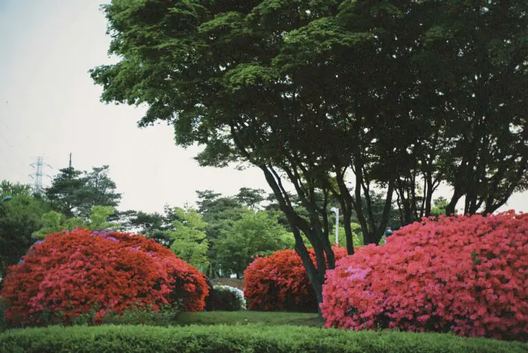 Sedum what a doozy, a bush with red flowers and green trees