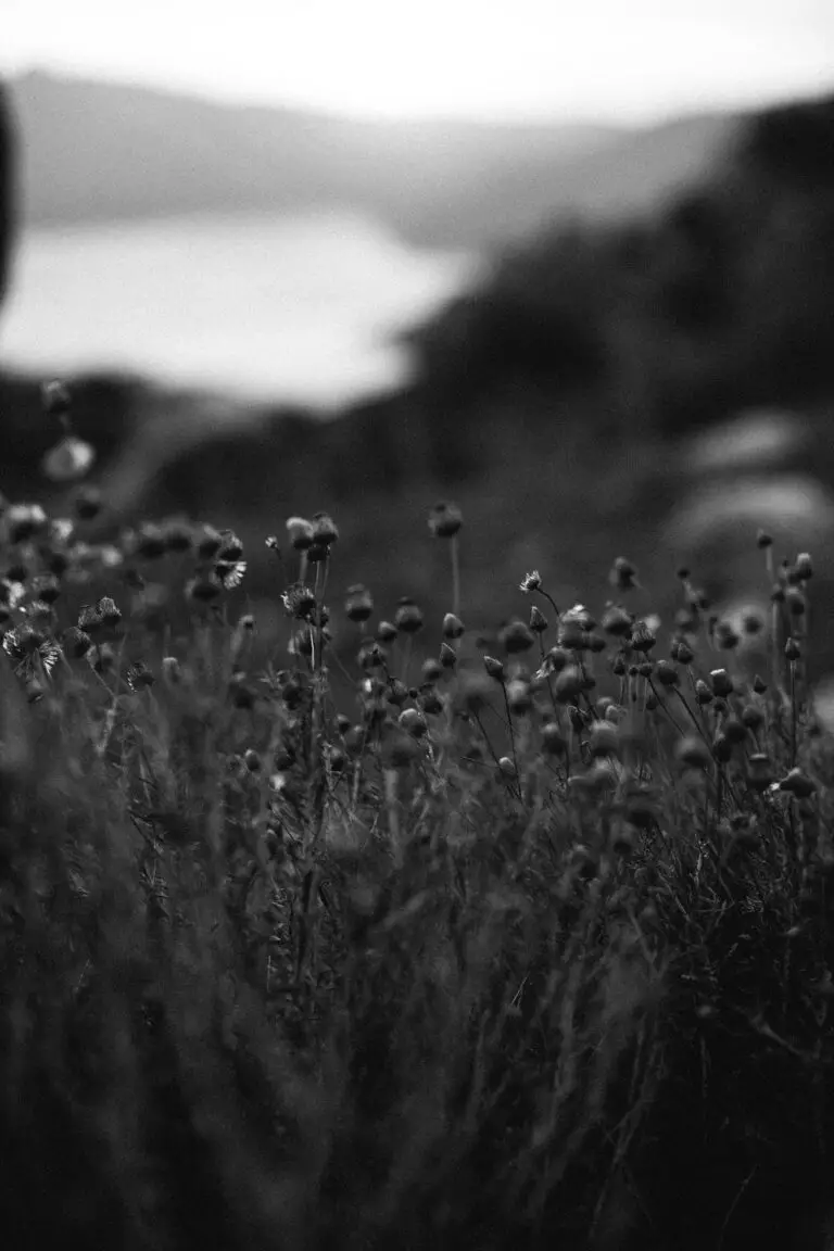 Should I cut down sedum? - Black and white photo of flowers in the grass