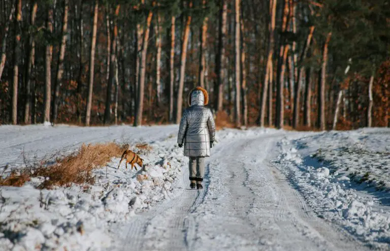 Should sedum be cut back before winter—a person walking down a snowy road in the woods