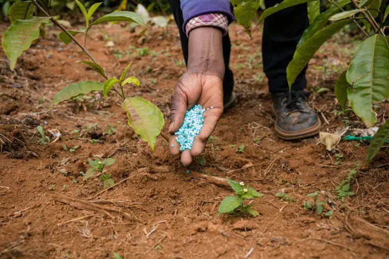 Should you fertilize sedum - Man Fertilizing Ground with Compost