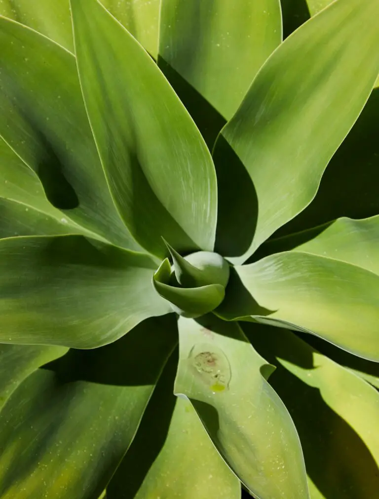 Top view of bright green sedum succulent plant with long pointed leaves