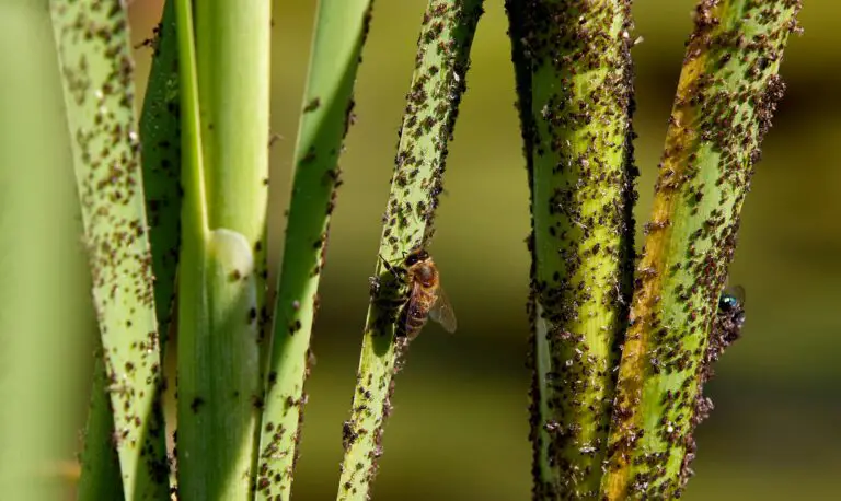 Troubleshooting common sedum pests and diseases