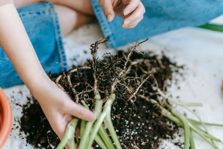 When should sedum be transplanted - woman taking sprouts of home plants