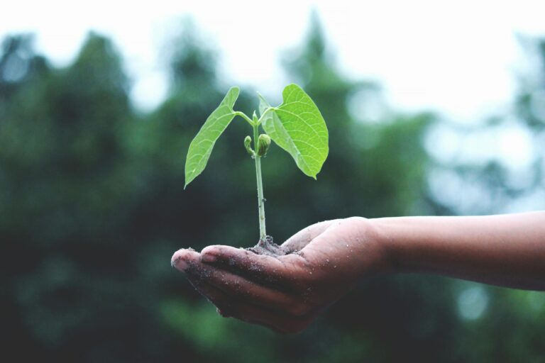 Where to grow sedum - person holding a plant with well-draining soil