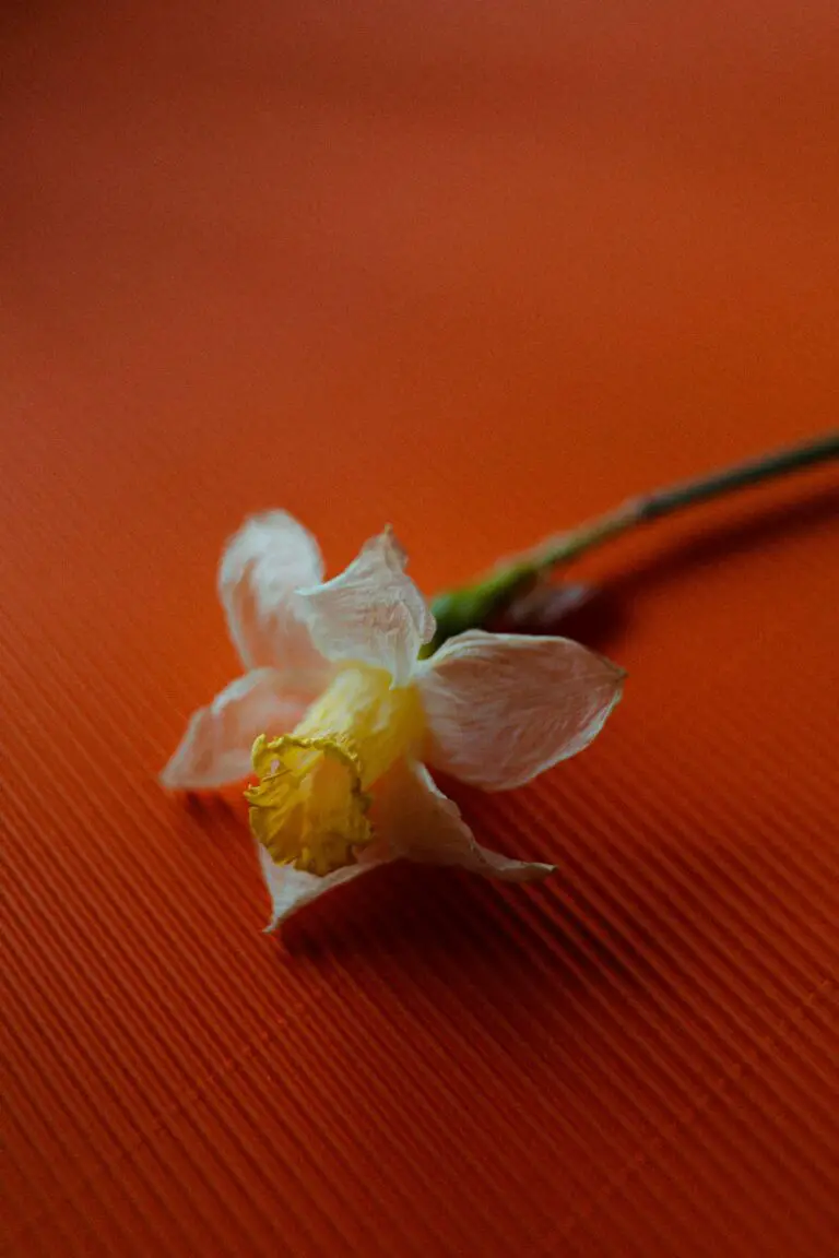 Why is my sedum wilting - Image of Wilted Flower Close Up