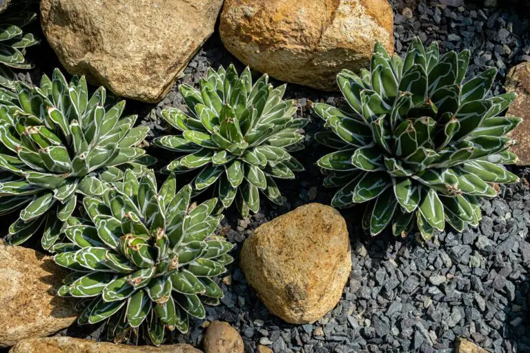 Will sedum grow in rocks - Sedum thriving in a rock garden