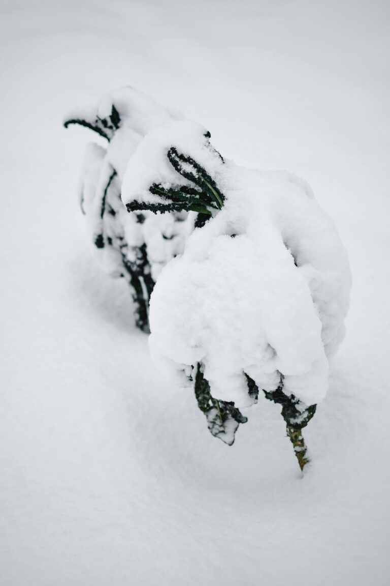 Winterizing Sedum Plants for Cold-Weather Protection