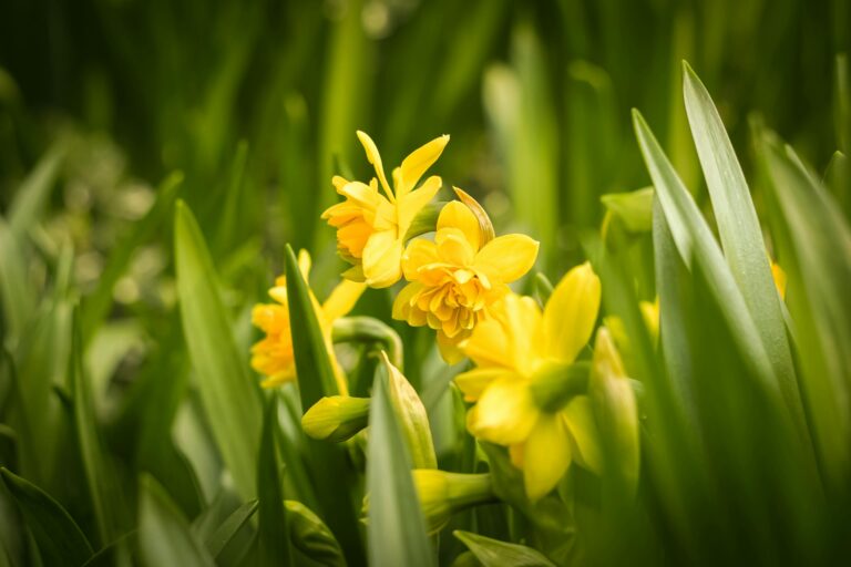 Yellow-flowering sedum plants brightening a natural setting