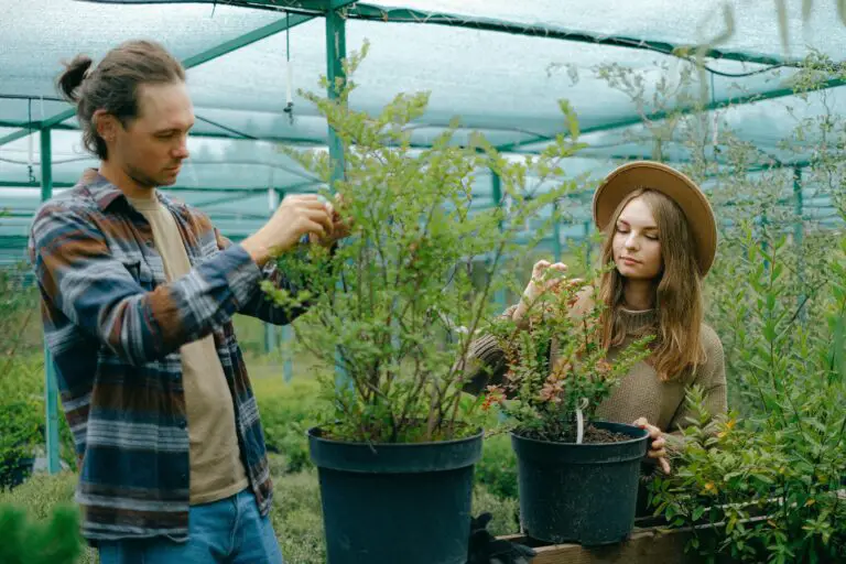 how do you stop sedum from spreading - Gardeners removing sedum plants