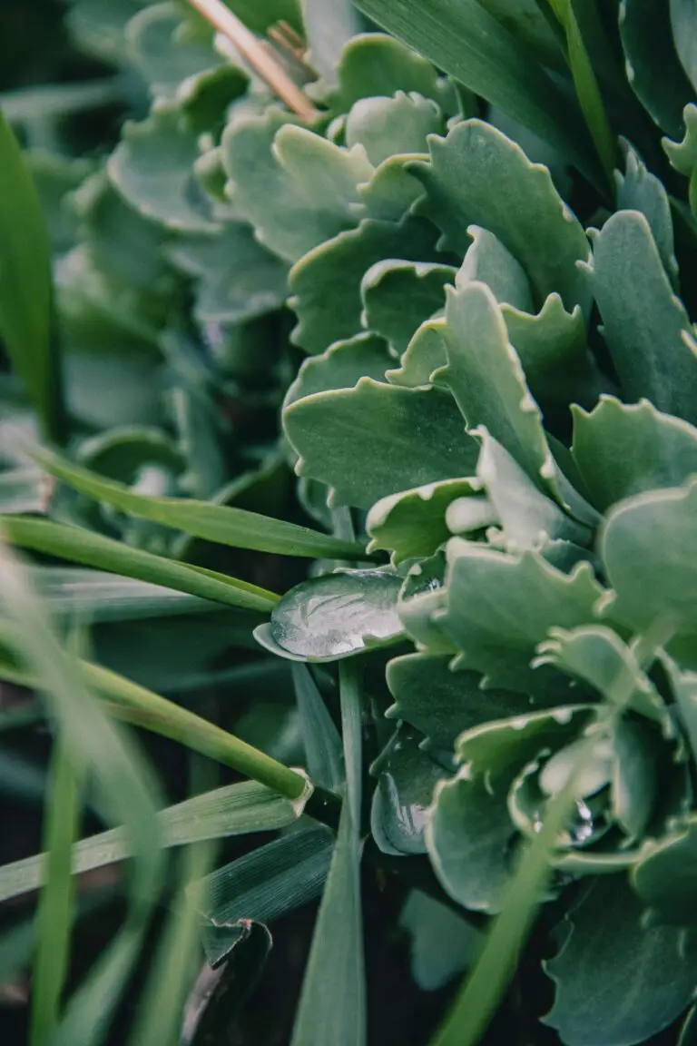 how do you stop sedum from spreading in a lush garden