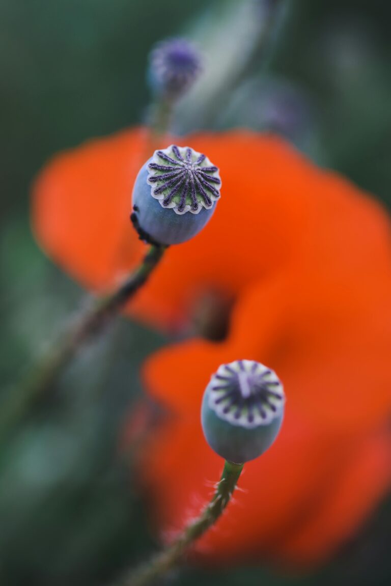 how to identify sedum - Poppy buds in a field of red flowers