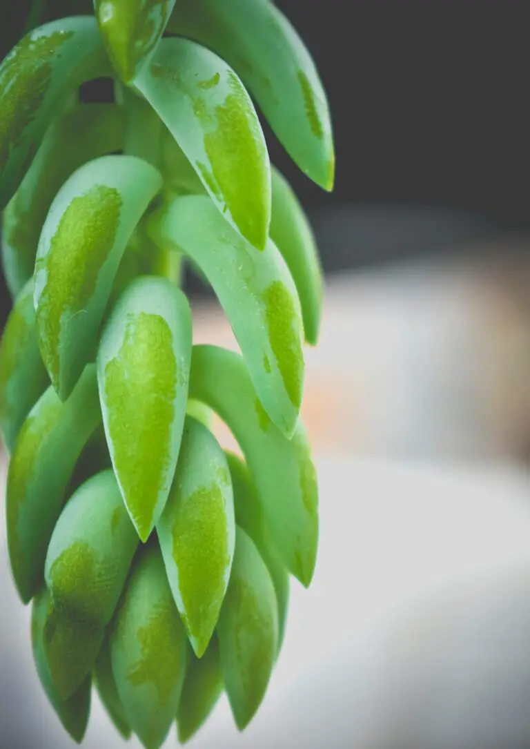 how to identify sedum - closeup of fresh exotic Sedum morganianum