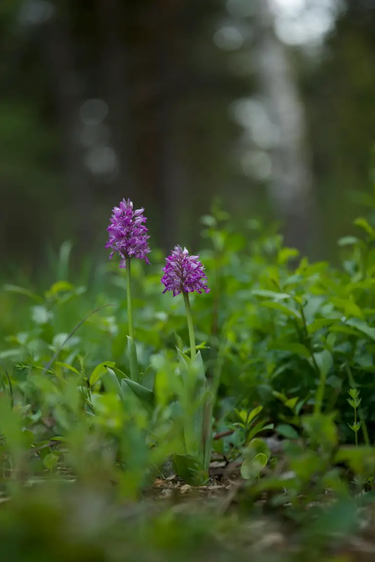 how to identify sedum plant with vibrant purple flowers on ground