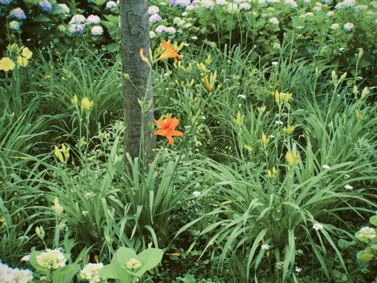 how to stop sedum from spreading in a garden