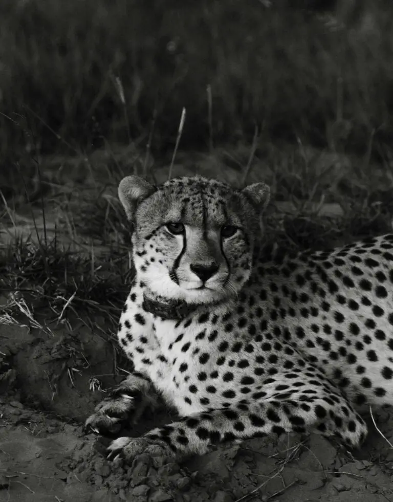 sedum where do they grow - Wild cheetah resting on dry ground hole near grassy field