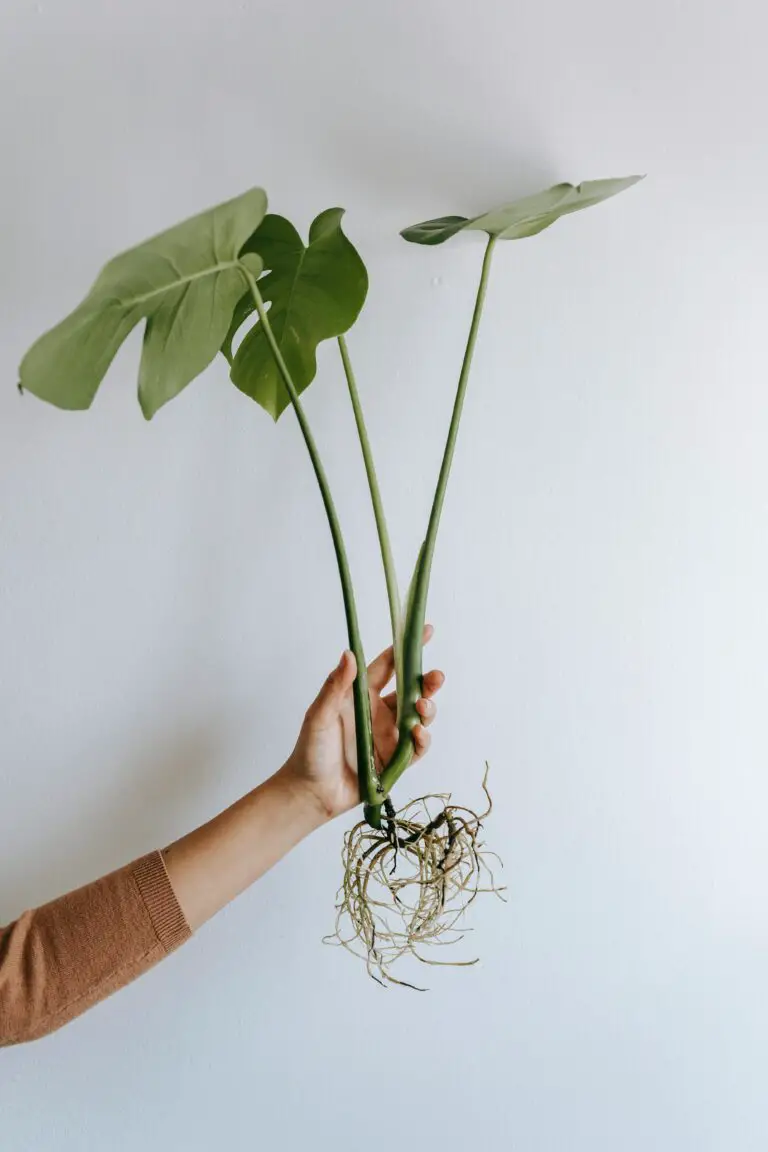 should sedum be pinched back, person showing care for sedum plant