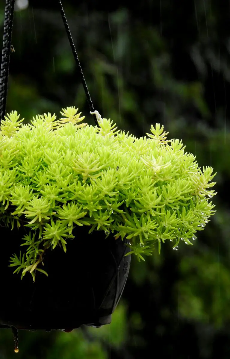 should you deadhead sedum - A Hanging Carpet Sedum Plant