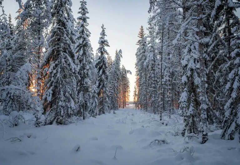 what does sedum look like in winter - Winter Snowy Forest