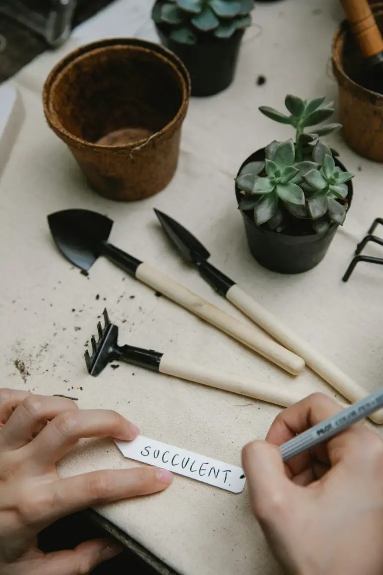 when should sedum be divided: gardener preparing tags for plants