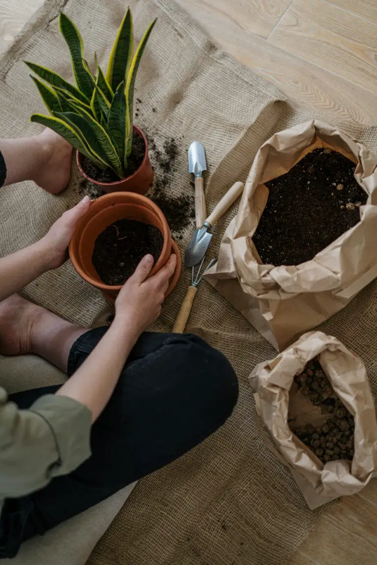 when should sedum be planted - Person Holding Brown Plastic Pot