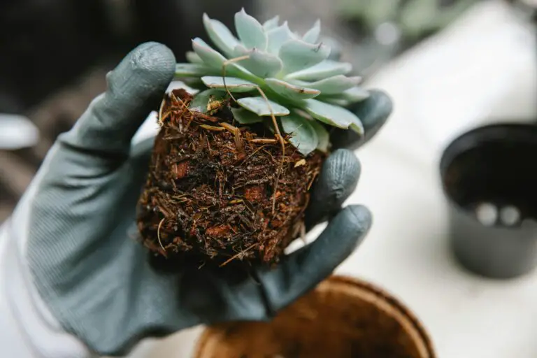 when should sedum be transplanted with a gardener demonstrating transplanting techniques