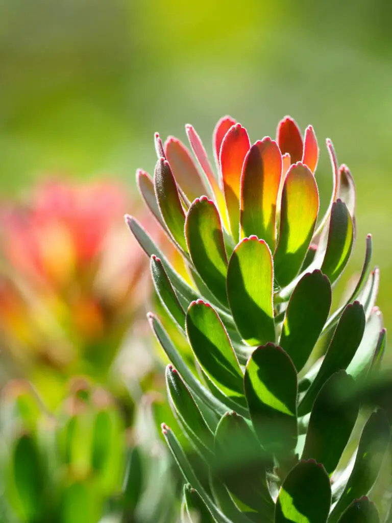 where do sedum flowers grow in balanced sunlight