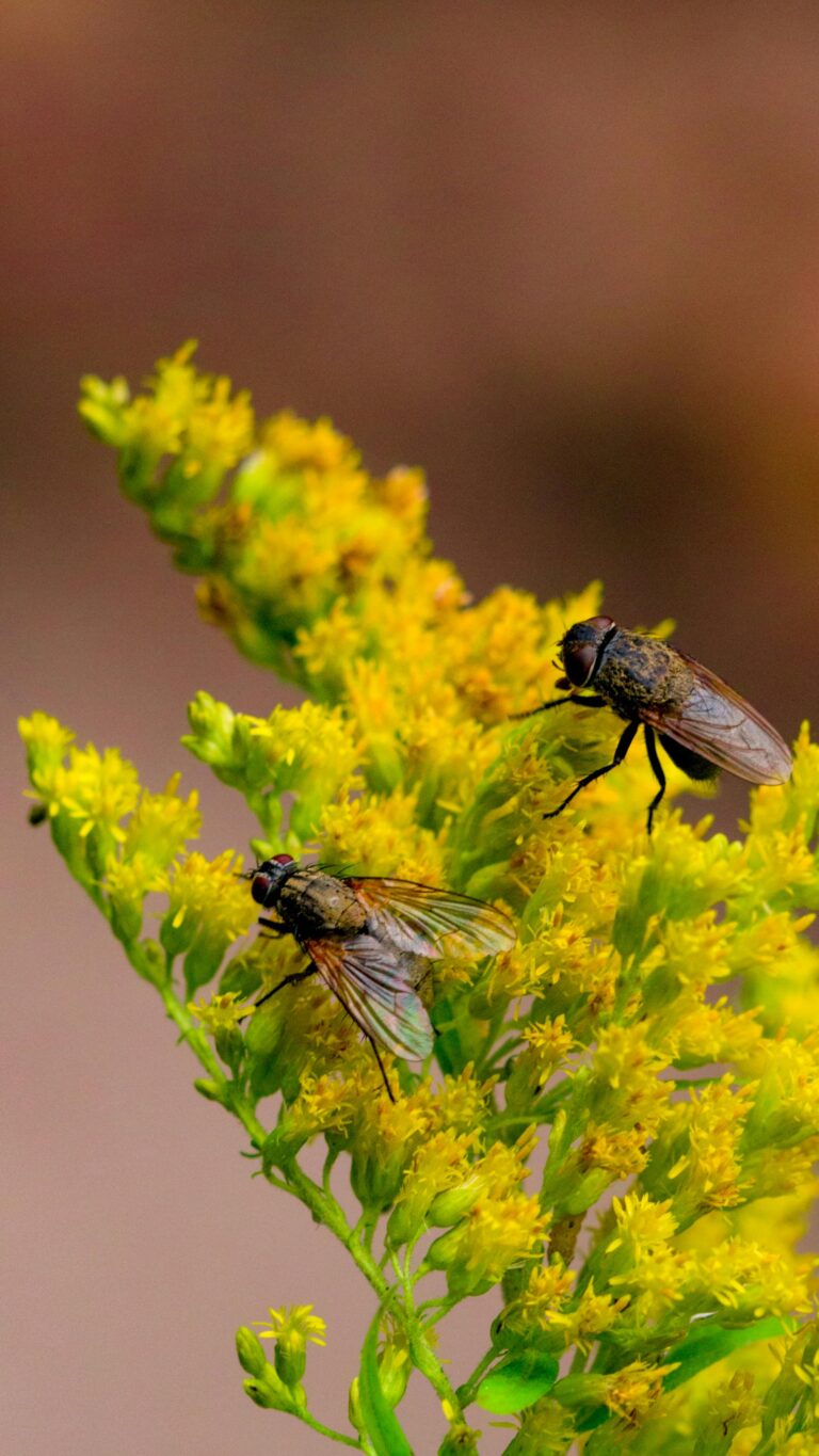 why does sedum attract flies - Flies on Flowers