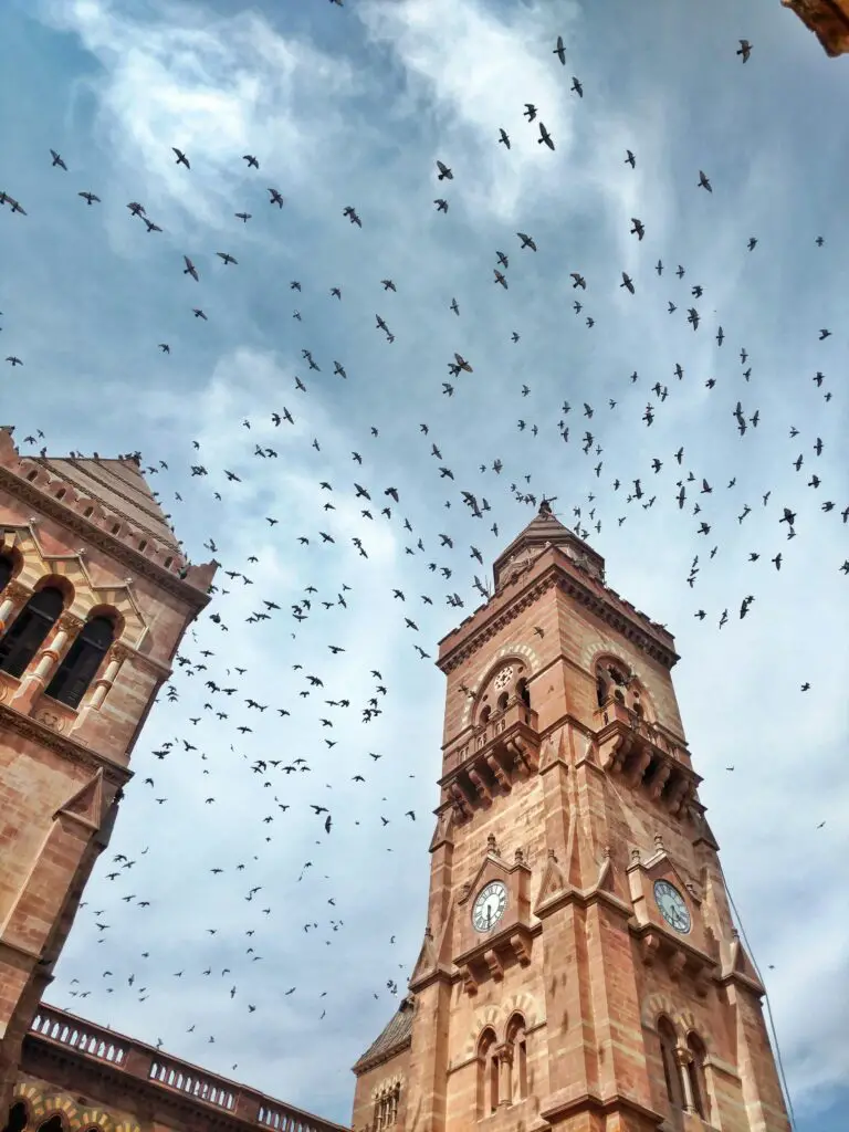 why does sedum attract flies - Low angle view of historic Prag Mahal Palace tower against a background of blue sky and flies