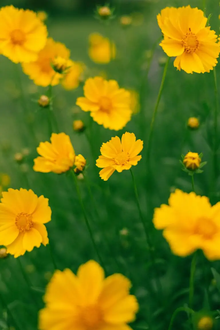 why doesn't my sedum bloom - Beautiful Lance-Leaved Coreopsis Field