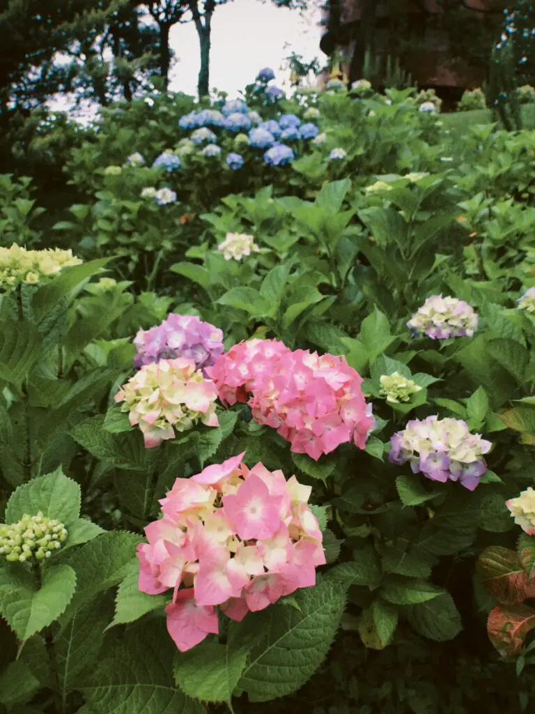 why doesn't my sedum bloom - a garden with many different flowers including blooming sedum